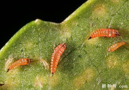 茭白如何防治蓟马？