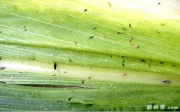 茭白如何防治蓟马？