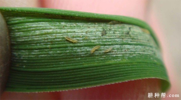 茭白如何防治蓟马？