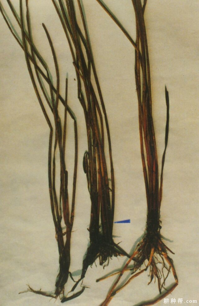 马蹄小菌核秆腐病如何防治？