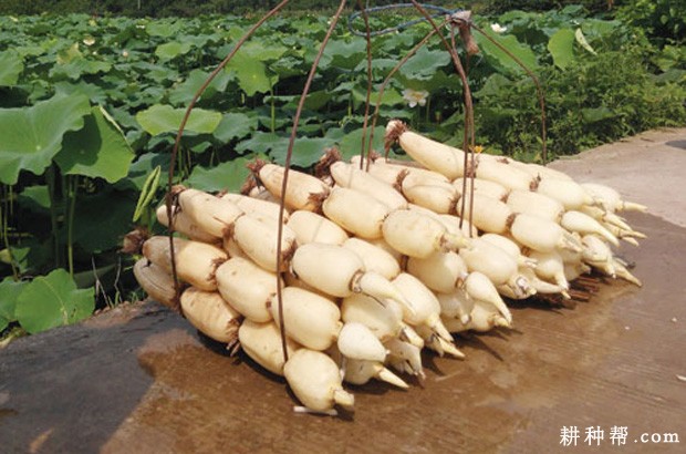 鄂莲10号莲藕品种好不好？