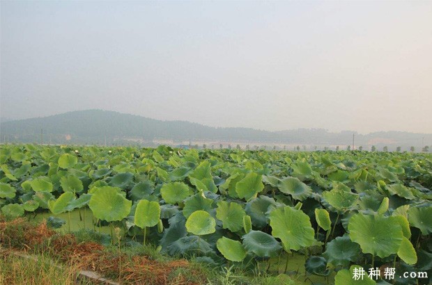 鄂莲10号莲藕品种好不好？