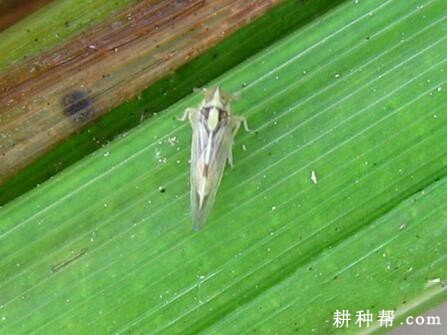 茭白如何防治灰飞虱？