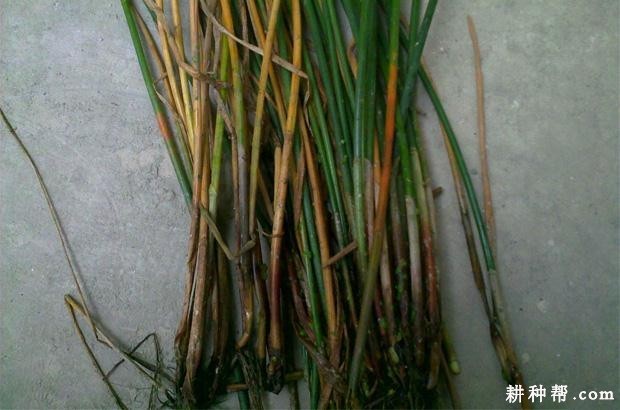 马蹄枯萎病如何防治？