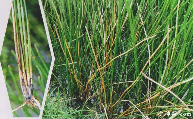 马蹄枯萎病如何防治？