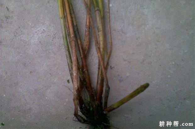 马蹄枯萎病如何防治？