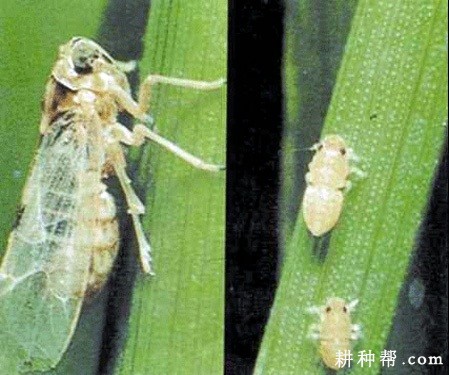 茭白如何防治灰飞虱？