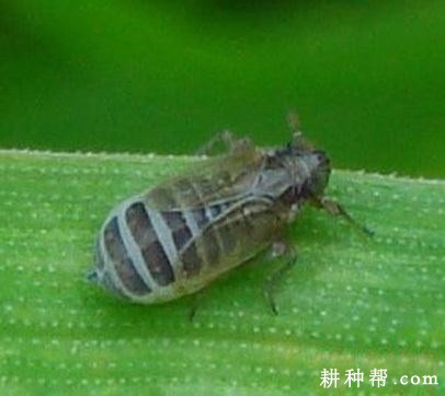 茭白如何防治灰飞虱？