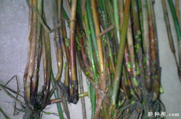 马蹄枯萎病如何防治？