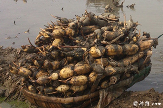 鄂莲9号莲藕品种好不好？