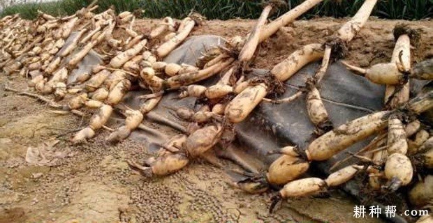 鄂莲9号莲藕品种好不好？