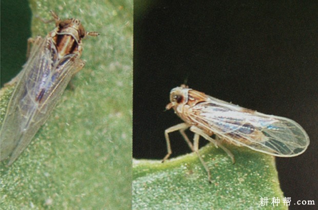 茭白如何防治白背飞虱？