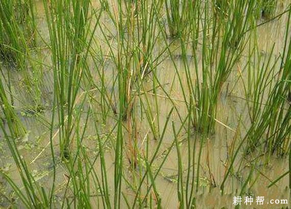 马蹄茎腐病如何防治？