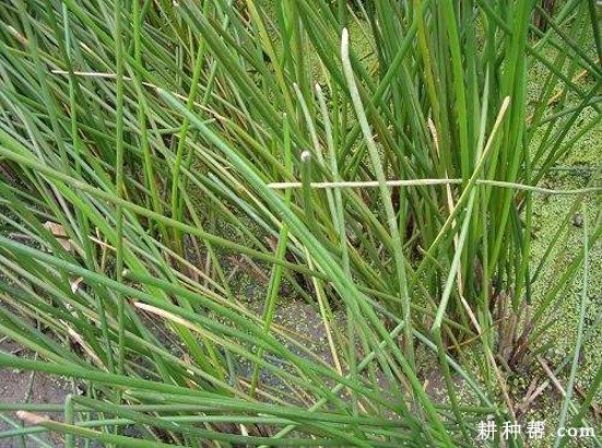 马蹄茎腐病如何防治？