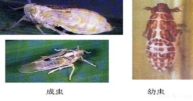 茭白如何防治白背飞虱？