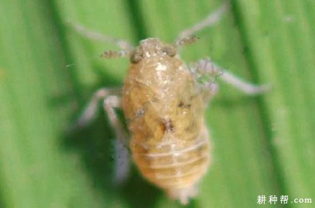 茭白如何防治白背飞虱？