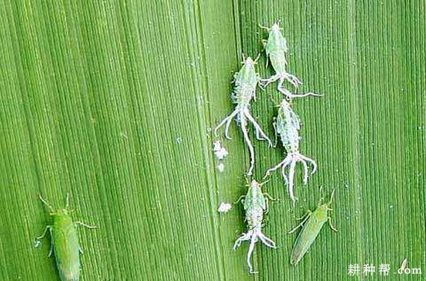 茭白如何防治长绿飞虱? 茭白如何防治长绿飞虱?