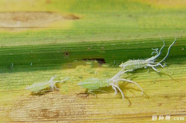 茭白如何防治长绿飞虱? 茭白如何防治长绿飞虱?