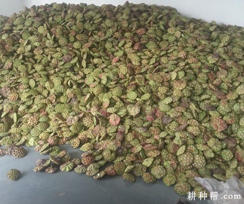 建选35号莲藕品种好不好？