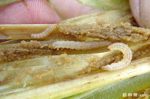 茭白如何防治二化螟？