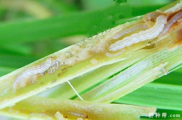 茭白如何防治二化螟？