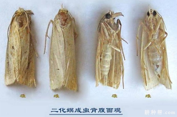 茭白如何防治二化螟？