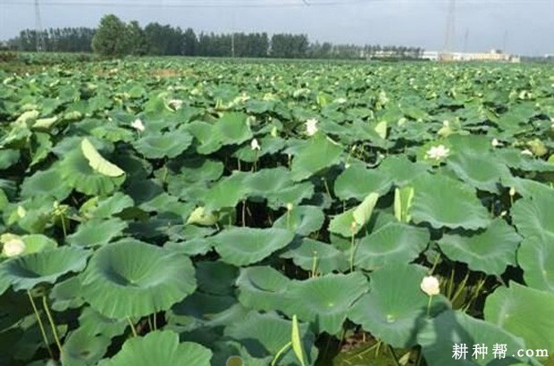 鄂莲8号莲藕品种好不好？