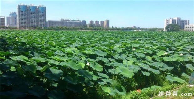 鄂莲8号莲藕品种好不好？