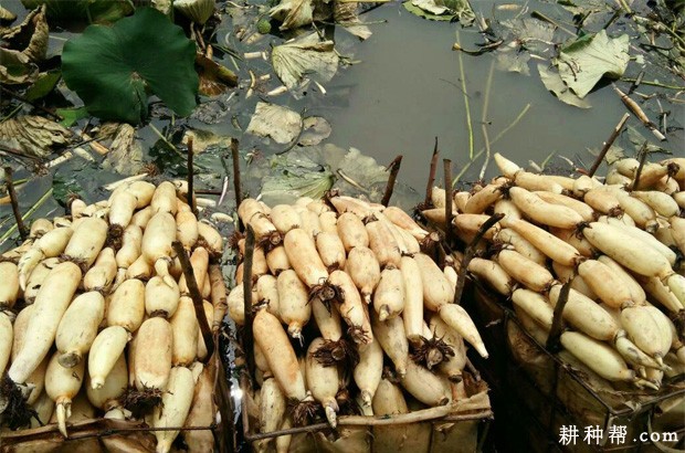 鄂莲8号莲藕品种好不好？