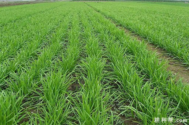 久星10号韭菜品种好不好？