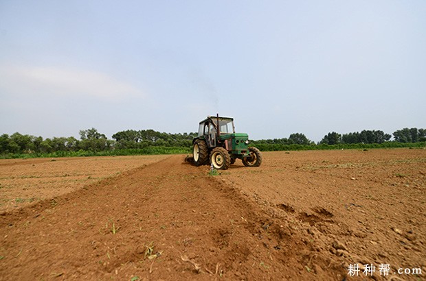 黄花菜定植前如何整地施肥? 黄花菜定植前如何整地施肥?