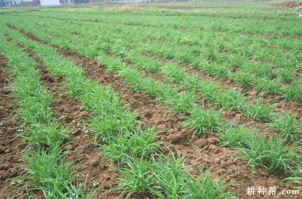 黄花菜定植前如何整地施肥? 黄花菜定植前如何整地施肥?