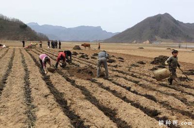 黄花菜定植前如何整地施肥? 黄花菜定植前如何整地施肥?