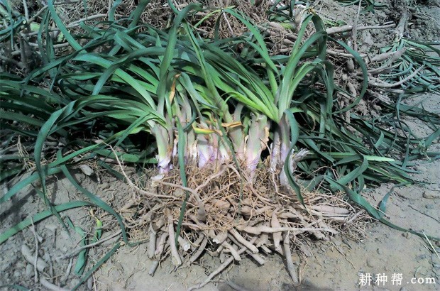 黄花菜如何繁殖？