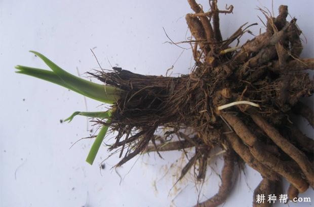 黄花菜如何繁殖？