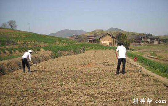 黄花菜生长周期有什么特点？