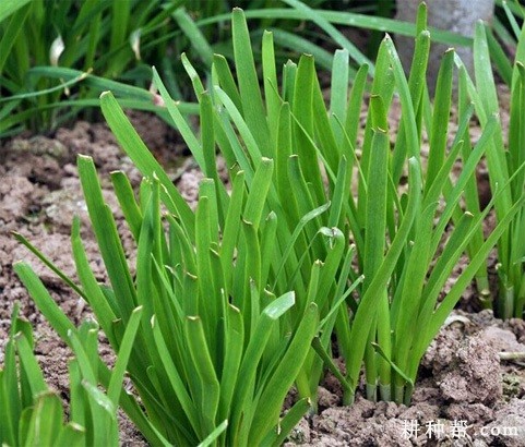 平韭四号韭菜品种好不好？