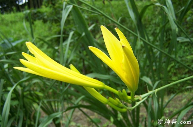 黄花菜生长周期有什么特点？