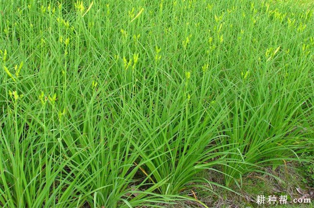 黄花菜生长周期有什么特点？