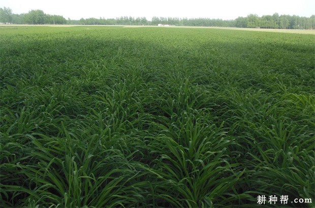 黄花菜为什么要复壮更新? 黄花菜为什么要复壮更新?