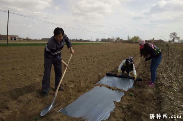 黄花菜盖地膜好不好？