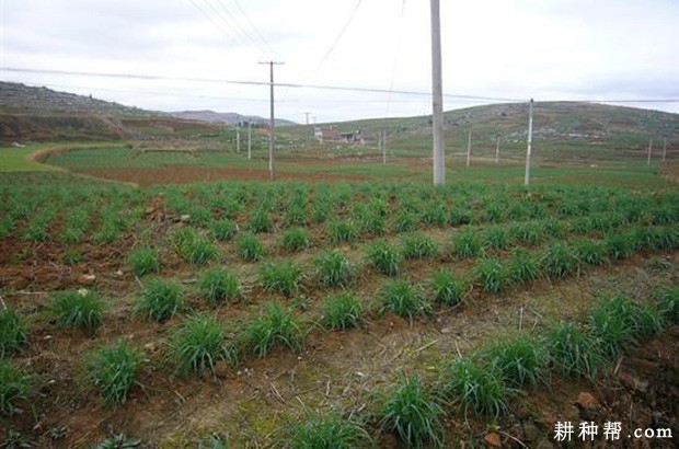 黄花菜要不要割叶？