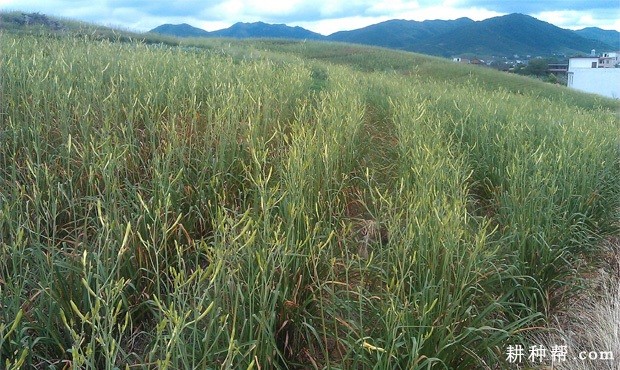 黄花菜要不要割叶？