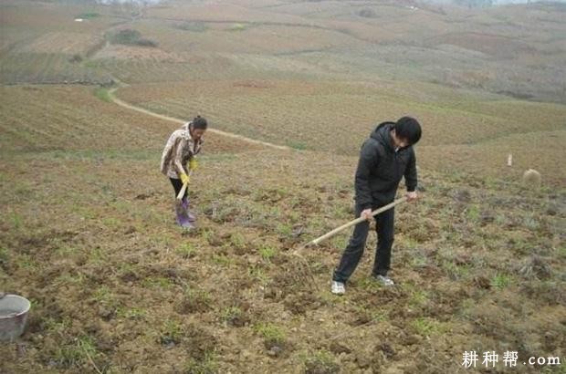 种植黄花菜为什么要中耕培土？