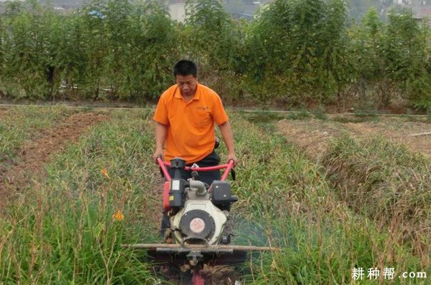 种植黄花菜为什么要中耕培土？