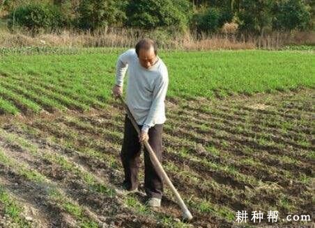 种植黄花菜为什么要中耕培土？