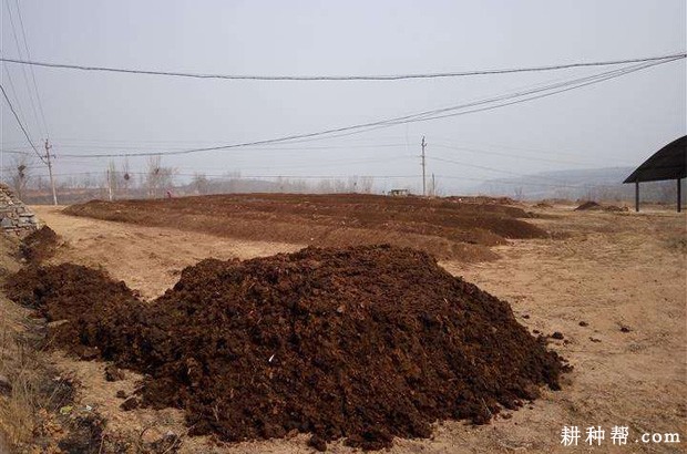 黄花菜如何防止花蕾脱落？
