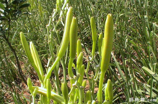 黄花菜如何防止花蕾脱落？