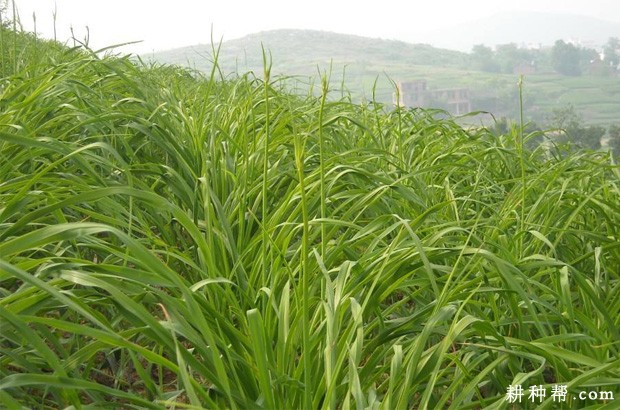 种植黄花菜怎么样施肥？