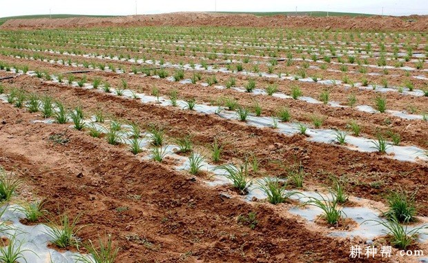 种植黄花菜怎么样施肥？